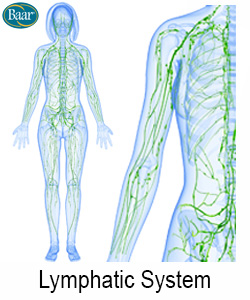 LymphoCare Lymphatic System Depiction